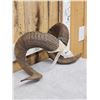 Image 3 : Texas Dall Ram Sheep Horns On Skull Plate Taxidermy