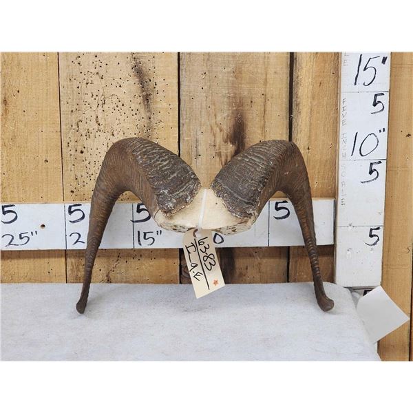 Bighorn Sheep Horns On Skull Plate Taxidermy