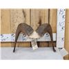 Image 1 : Bighorn Sheep Horns On Skull Plate Taxidermy