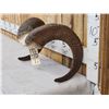 Image 2 : Bighorn Sheep Horns On Skull Plate Taxidermy