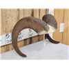 Image 3 : Bighorn Sheep Horns On Skull Plate Taxidermy