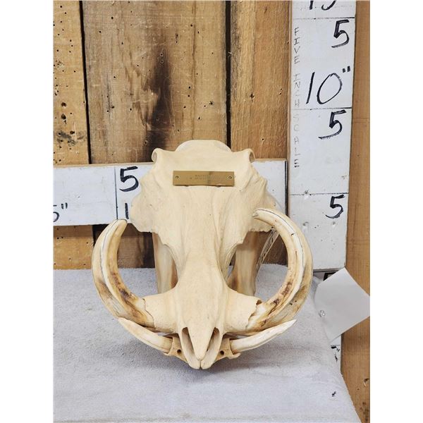 African Warthog Skull Taxidermy