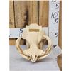 Image 1 : African Warthog Skull Taxidermy