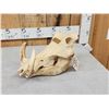 Image 3 : African Warthog Skull Taxidermy