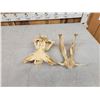 Image 5 : African Warthog Skull Taxidermy