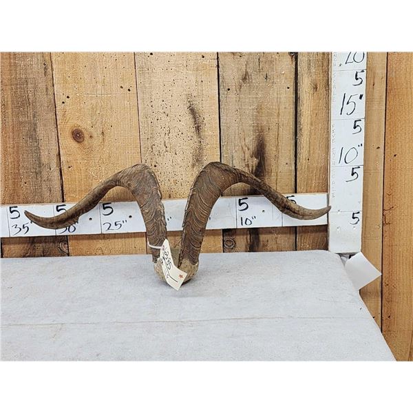 Feral Goat Horns On Skull Plate
