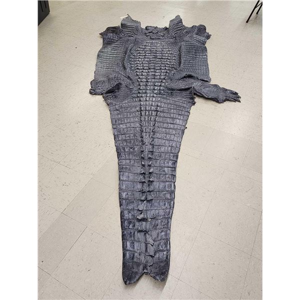 Big Alligator Tanned Skin Taxidermy