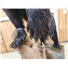 Image 10 : Black Bear Full Body Taxidermy Mount