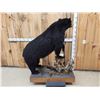 Image 11 : Black Bear Full Body Taxidermy Mount