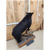 Image 12 : Black Bear Full Body Taxidermy Mount