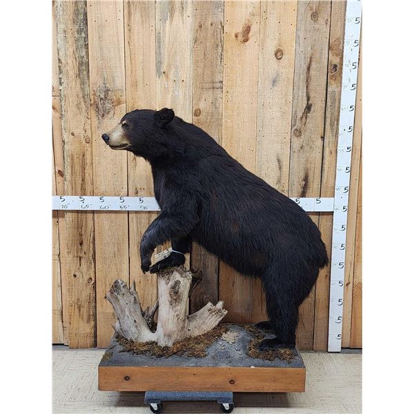 Black Bear Full Body Taxidermy Mount