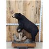 Image 1 : Black Bear Full Body Taxidermy Mount