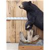 Image 2 : Black Bear Full Body Taxidermy Mount