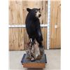 Image 3 : Black Bear Full Body Taxidermy Mount