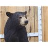 Image 4 : Black Bear Full Body Taxidermy Mount