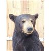 Image 5 : Black Bear Full Body Taxidermy Mount