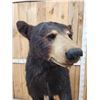 Image 6 : Black Bear Full Body Taxidermy Mount