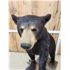 Image 7 : Black Bear Full Body Taxidermy Mount