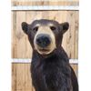 Image 8 : Black Bear Full Body Taxidermy Mount