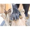 Image 9 : Black Bear Full Body Taxidermy Mount