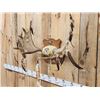 Image 2 : 32" Wide Navajo Decorated Moose Antlers On Plaque