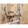 Image 3 : 32" Wide Navajo Decorated Moose Antlers On Plaque