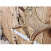 Image 5 : 32" Wide Navajo Decorated Moose Antlers On Plaque
