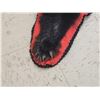 Image 4 : Black Bear Rug Taxidermy
