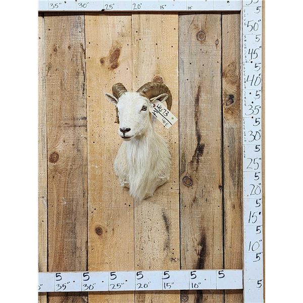 Texas Dall Ram Sheep Shoulder Mount Taxidermy