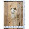 Image 1 : Texas Dall Ram Sheep Shoulder Mount Taxidermy
