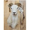 Image 2 : Texas Dall Ram Sheep Shoulder Mount Taxidermy