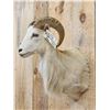 Image 3 : Texas Dall Ram Sheep Shoulder Mount Taxidermy