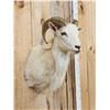Image 4 : Texas Dall Ram Sheep Shoulder Mount Taxidermy