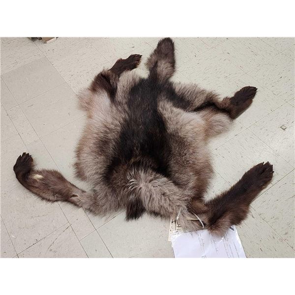 Canadian Black Wolf Tanned Fur Taxidermy