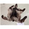 Image 1 : Canadian Black Wolf Tanned Fur Taxidermy