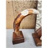 Image 4 : Hand Carved African Warthog Tusks Lot