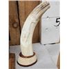 Image 6 : Hand Carved African Warthog Tusks Lot