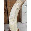Image 7 : Hand Carved African Warthog Tusks Lot