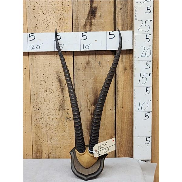 African Grants Gazelle Horns On Plaque Taxidermy