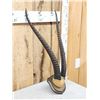Image 3 : African Grants Gazelle Horns On Plaque Taxidermy