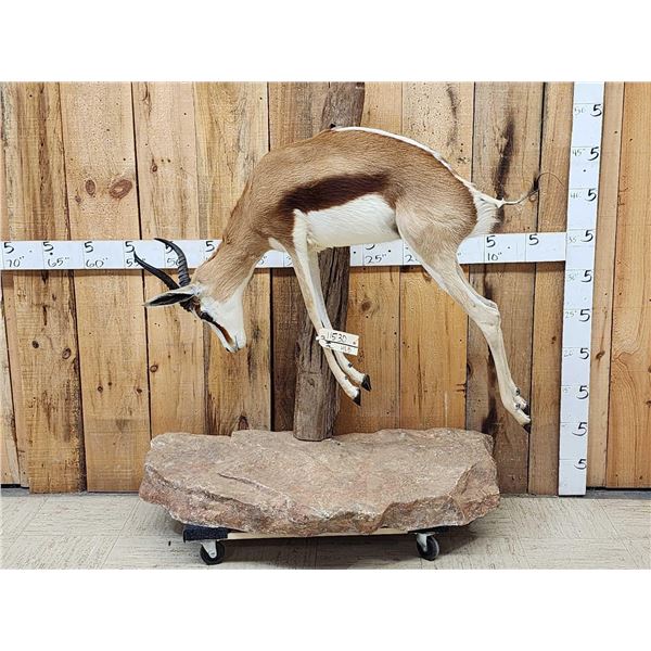 African Springbok Full Body Taxidermy Mount