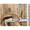 Image 2 : African Springbok Full Body Taxidermy Mount