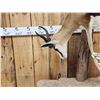 Image 3 : African Springbok Full Body Taxidermy Mount