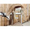 Image 4 : African Springbok Full Body Taxidermy Mount