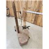 Image 6 : African Springbok Full Body Taxidermy Mount