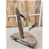 Image 7 : African Springbok Full Body Taxidermy Mount