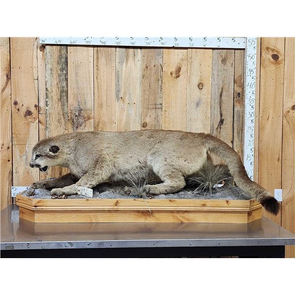 Mountain Lion Cougar Full Body Taxidermy Mount