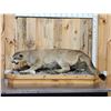 Image 1 : Mountain Lion Cougar Full Body Taxidermy Mount