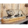 Image 2 : Mountain Lion Cougar Full Body Taxidermy Mount