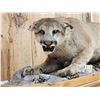 Image 3 : Mountain Lion Cougar Full Body Taxidermy Mount